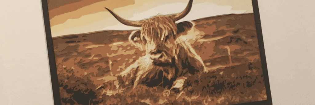 Five thins you didn't now about Highland cows