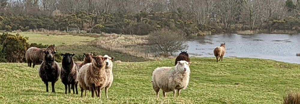 cropped-Banner-sheep-Shetlands-scaled-1.jpg